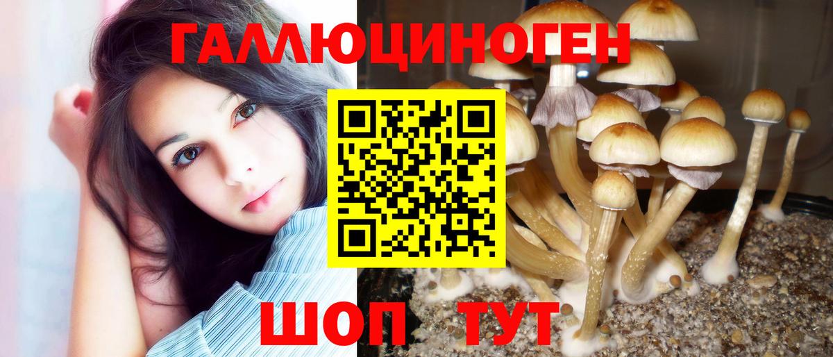 Псилоцибиновые грибы Psilocybe Нефтекумск